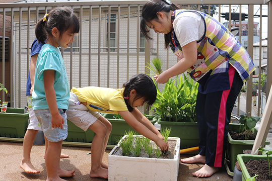 田植え